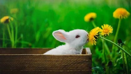 鲁媒：于金永彭啸驰援U22国足，泰山备战京鲁大战人员不足